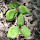 Flora of Kentucky