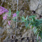 Red Valerian