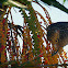 Asian Koel