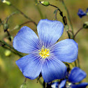 Blue Flax
