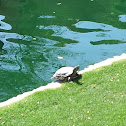 Red eared slider
