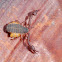 Pseudoscorpion (female with eggs)