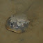 Atlantic Horseshoe Crab