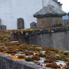 Moss