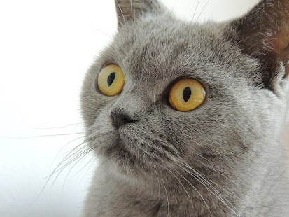 How to get Cat Wallpapers Android 1.0 unlimited apk for laptop