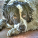 Australian Shepherd