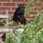 Eastern Black Swallowtail (laying eggs)