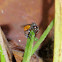 Stingless bee