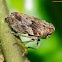 Planthopper
