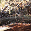 Eastern Chipmunk