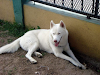 Lindos Cachorro Husky Siberianos 100 Puros