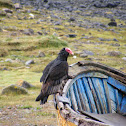 Jote o gallinazo (english name turkey vulture)