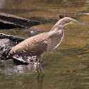 Bare-throated Tiger Heron