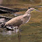 Bare-throated Tiger Heron