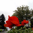 Red poppy