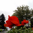 Red poppy
