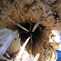Moist Dead Tree