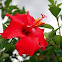 Red Hibiscus