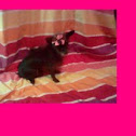 Chiwawa poddle
