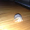Australian Land Hermit Crab