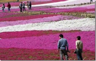 moss phlox japan