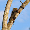 Black Spiny-tailed Iguana