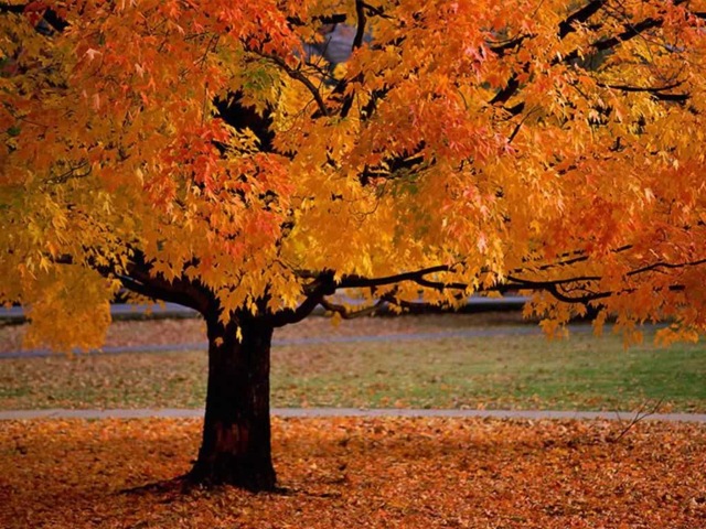 [fallTree[12].jpg]