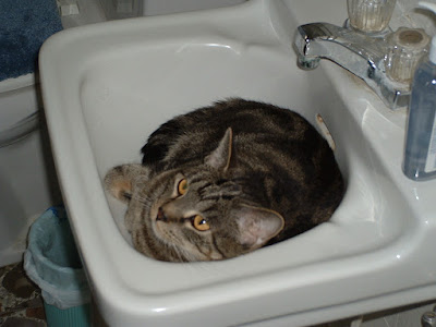 Time to call the MeowMix Plumber.