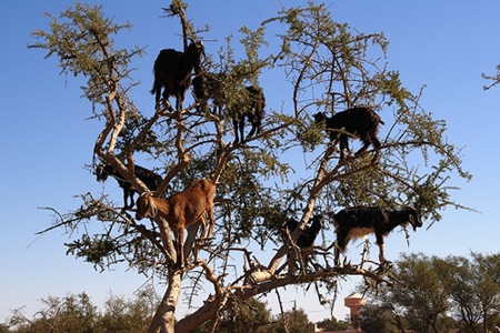 goats-in-trees3