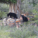 American Black Bear