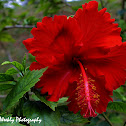 Hibiscus Rose