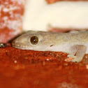 Common House Gecko