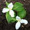 White trillium