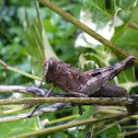 grass hopper