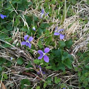 Wild Violets 