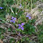 Wild Violets 