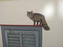Cat on the Wall 