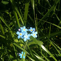 Forget-me-not