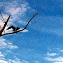Osprey