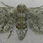 Common Eupithecia Moth
