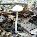 Unidentified