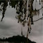 Unknown Tree