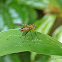 Tachinid fly