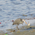 Western Reef Heron