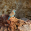 Blue waxbill