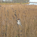 Common Redpoll