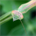 Mantis