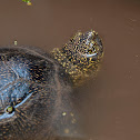 Galápago común (European pond turtle)