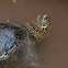 Galápago común (European pond turtle)