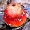 Ceasar's Mushroom